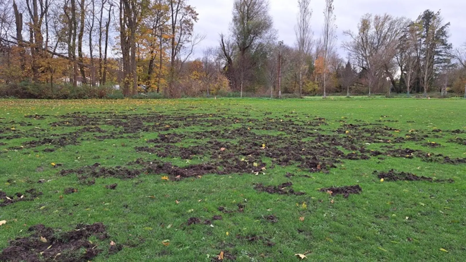 Wildschweine machen den Platz in Seegeritz unbespielbar. (Foto: SG Taucha 99)