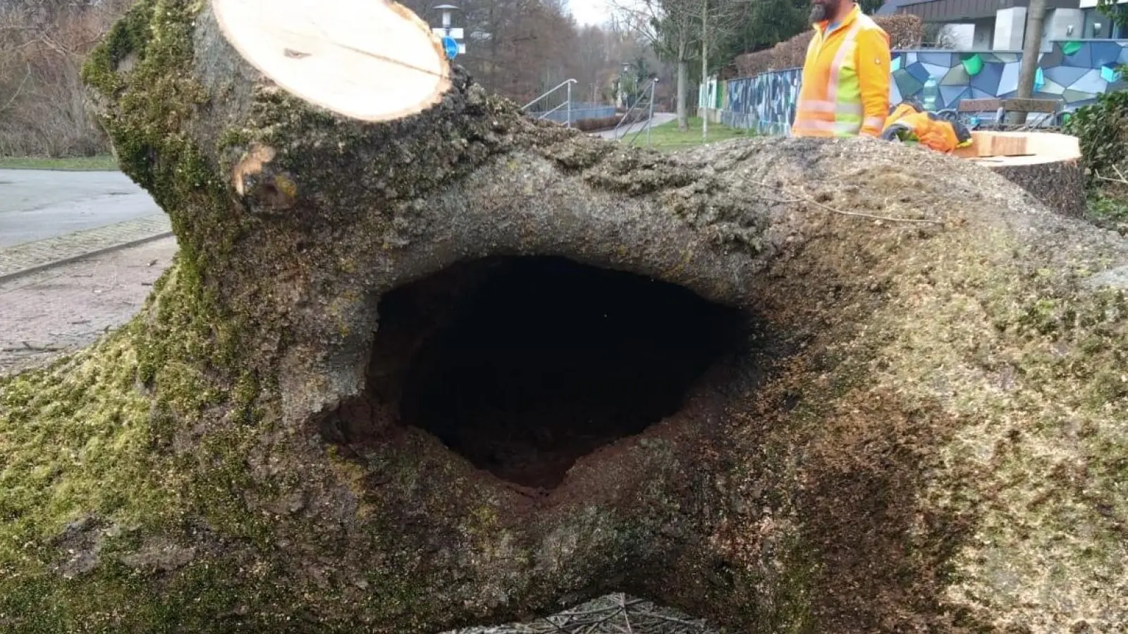 Der Baum war innen hohl und somit eine Gefahr für Anlieger und Passanten. (Foto: taucha-kompakt.de)