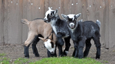 Drei der sieben neugeborenen Ziegen. (Foto: Christian Maurer / Stadt Delitzsch)