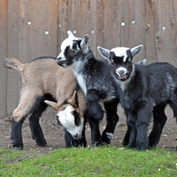 Drei der sieben neugeborenen Ziegen. (Foto: Christian Maurer / Stadt Delitzsch)