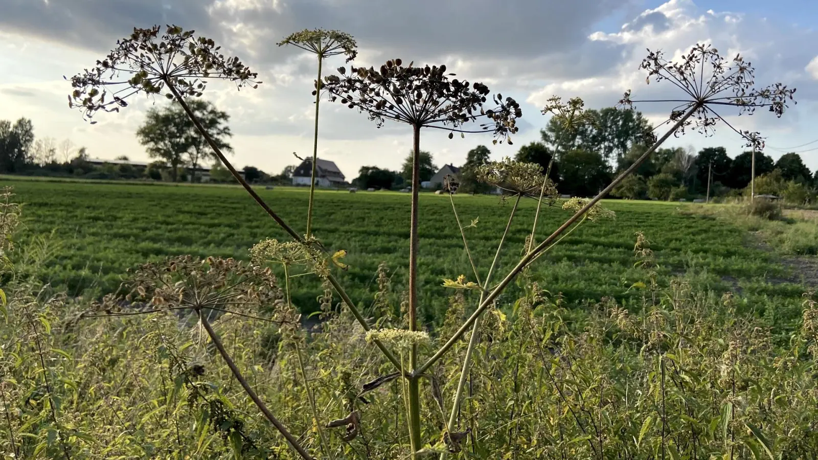 Riesenbärenklau und Wiesenbärenklau: Vorsicht beim Spazierengehen (Foto: taucha-kompakt.de)