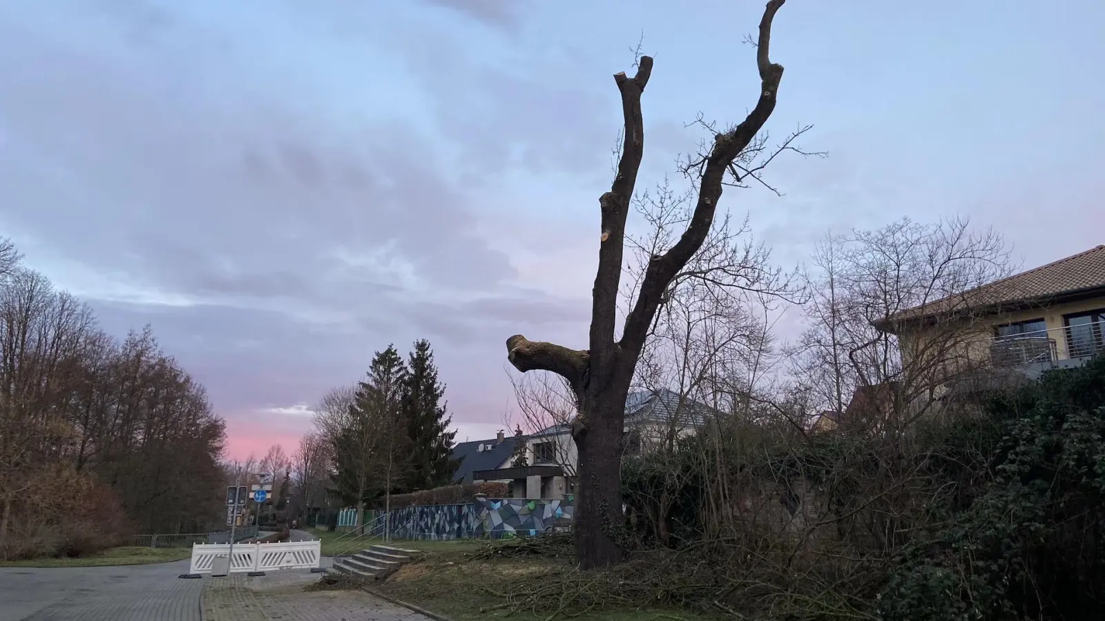 So sah der Baum heute Morgen aus. Inzwischen ist er komplett gefällt. (Foto: taucha-kompakt.de)